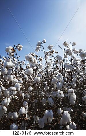 Stock Photograph - Field of open cotton at the harvest stage, Roundup ready, no till; England, Arkansas, United States of America. Fotosearch