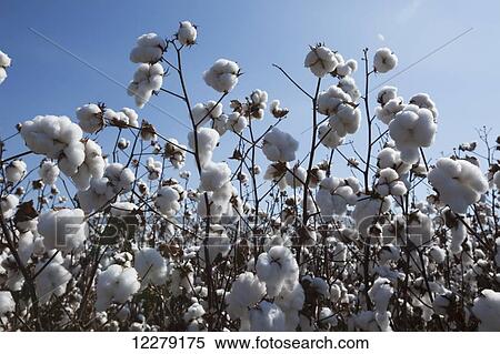 Stock Photography - Field of open cotton at the harvest stage, Roundup ready, no till; England, Arkansas, United States of America. Fotosearch