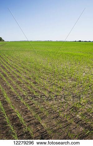 Field of seedling stage rice plants; England, Arkansas, United States of America View Large Photo Image Stock Photograph - Field of seedling stage rice plants; England, Arkansas, United States of America. Fotosearch