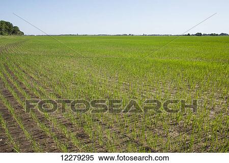 Field of seedling stage rice plants; England, Arkansas, United States of America View Large Photo Image Stock Photography - Field of seedling stage rice plants; England, Arkansas, United States of America. Fotosearch
