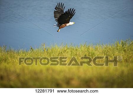 Stock Image - Fish Eagle (Haliaeetus vocifer), Chobe National Park; Kasane, Botswana. Fotosearch