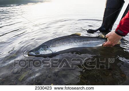 Fishing For Silver Salmon In Hallo Bay, Katmai Naional Park, Alaska Peninsula; Southwest Alaska, United States Of America View Large Photo Image Stock Image - Fishing For Silver Salmon In Hallo Bay, Katmai Naional Park, Alaska Peninsula; Southwest Alaska, United States Of America. Fotosearch