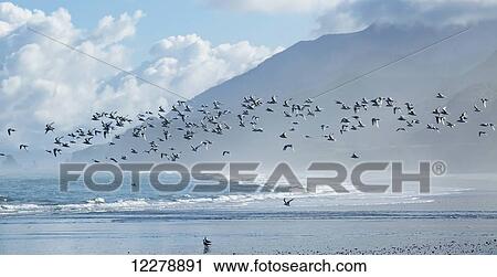 Flock of White-Fronted Terns (Sterna striata) in flight at Rapahoe Beach, on the West Coast of the South Island; New Zealand View Large Photo Image Stock Image - Flock of White-Fronted Terns (Sterna striata) in flight at Rapahoe Beach, on the West Coast of the South Island; New Zealand. Fotosearch