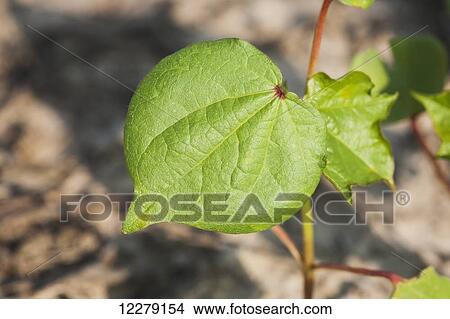 Picture - Foliage of healthy no till cotton seedlings; England, Arkansas, United States of America. Fotosearch