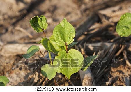 Stock Image - Foliage of healthy no till cotton seedlings; England, Arkansas, United States of America. Fotosearch