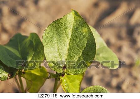 Foliage of healthy no till cotton seedlings; England, Arkansas, United States of America View Large Photo Image Stock Photo - Foliage of healthy no till cotton seedlings; England, Arkansas, United States of America. Fotosearch