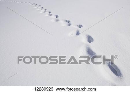 Stock Image - Footprints in the snow; Milton, Ontario, Canada. Fotosearch