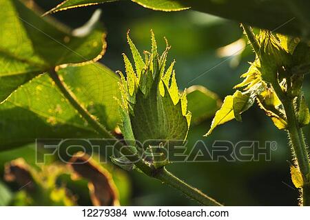 Picture - Fruiting structures (squares) of cotton in early morning sunlight; England, Arkansas, United States of America. Fotosearch