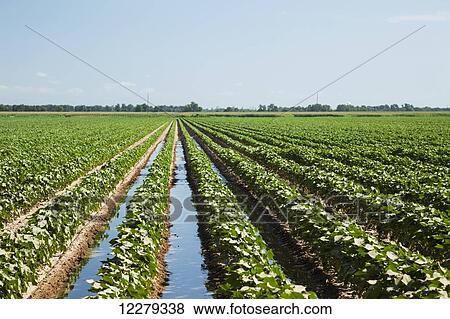 Stock Photo - Furrow irrigation of conventional till cotton; England, Arkansas, United States of America. Fotosearch