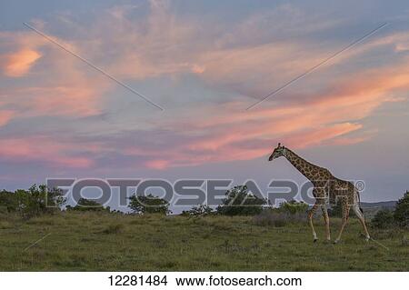 Giraffe at sunset; South Africa View Large Photo Image Picture - Giraffe at sunset; South Africa. Fotosearch