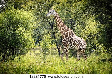 Stock Photography - Giraffe (Giraffa camelopardalis) wandering around the Dinokeng Game Reserve; Pretoria, Gautang, South Africa. Fotosearch