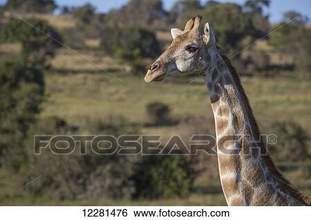 Stock Photograph - Giraffe; South Africa. Fotosearch