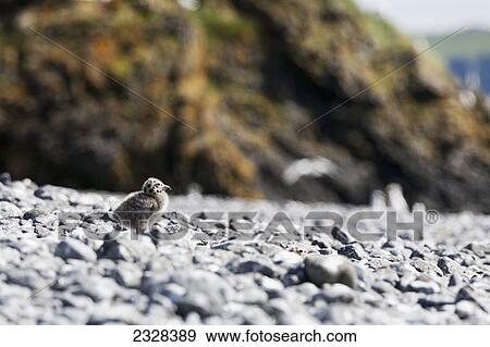 Stock Photo - Glaucous-Winged Gull Chick (Larus Glaucescens); Sankin Island, Ikatan Bay, Aleutian Islands, Southwest Alaska, United States Of America. Fotosearch