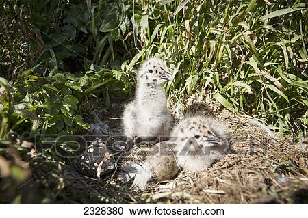 Glaucous-Winged Gull Chicks (Larus Glaucescens); Sankin Island, Ikatan Bay, Aleutian Islands, Southwest Alaska, United States Of America View Large Photo Image Stock Image - Glaucous-Winged Gull Chicks (Larus Glaucescens); Sankin Island, Ikatan Bay, Aleutian Islands, Southwest Alaska, United States Of America. Fotosearch