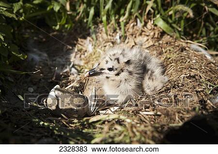 Glaucous-Winged Gull Chicks (Larus Glaucescens); Sankin Island, Ikatan Bay, Aleutian Islands, Southwest Alaska, United States Of America View Large Photo Image Stock Image - Glaucous-Winged Gull Chicks (Larus Glaucescens); Sankin Island, Ikatan Bay, Aleutian Islands, Southwest Alaska, United States Of America. Fotosearch