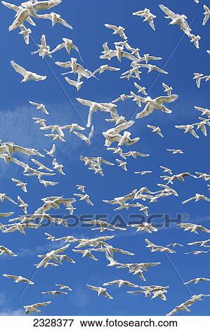 Stock Photo - Glaucous-Winged Gulls (Larus Glaucescens); Sankin Island, Ikatan Bay, Aleutian Islands, Southwest Alaska, United States Of America. Fotosearch