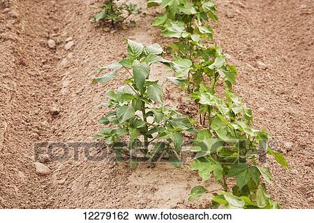 Glyphosate-ready Palmer pigweed thriving (uncontrolled) in Roundup Ready cotton where Rounduup has been applied and controlled other weed species; England, Arkansas, United States of America View Large Photo Image Stock Image - Glyphosate-ready Palmer pigweed thriving (uncontrolled) in Roundup Ready cotton where Rounduup has been applied and controlled other weed species; England, Arkansas, United States of America. Fotosearch