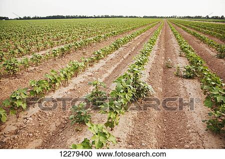 Glyphosate-ready Palmer pigweed thriving (uncontrolled) in Roundup ready cotton where Roundup has been applied and controlled other weed species; England, Arkansas, United States of America View Large Photo Image Stock Image - Glyphosate-ready Palmer pigweed thriving (uncontrolled) in Roundup ready cotton where Roundup has been applied and controlled other weed species; England, Arkansas, United States of America. Fotosearch
