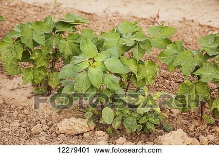 Stock Image - Glyphosate-ready Palmer pigweed thriving (uncontrolled) in Roundup ready cotton where Roundup has been applied and controlled other weed species; England, Arkansas, United States of America. Fotosearch