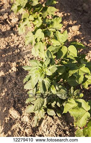 Glyphosate-ready Palmer pigweed thriving (uncontrolled) in Roundup ready cotton where Rounduup has been applied and controlled other weed species; England, Arkansas, United States of America View Large Photo Image Stock Image - Glyphosate-ready Palmer pigweed thriving (uncontrolled) in Roundup ready cotton where Rounduup has been applied and controlled other weed species; England, Arkansas, United States of America. Fotosearch