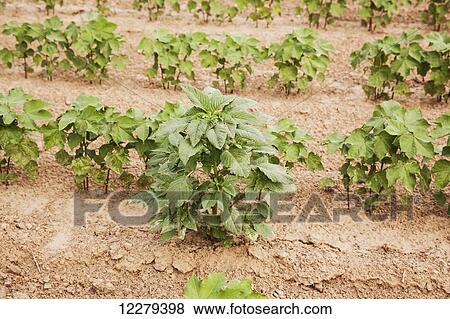 Stock Photo - Glyphosate-ready Palmer pigweed thriving (uncontrolled) in Roundup ready cotton where Roundup has been applied and controlled other weed species; England, Arkansas, United States of America. Fotosearch