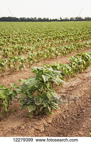 Glyphosate-ready Palmer pigweed thriving (uncontrolled) in Roundup ready cotton where Roundup has been applied and controlled other weed species; England, Arkansas, United States of America View Large Photo Image Stock Photo - Glyphosate-ready Palmer pigweed thriving (uncontrolled) in Roundup ready cotton where Roundup has been applied and controlled other weed species; England, Arkansas, United States of America. Fotosearch