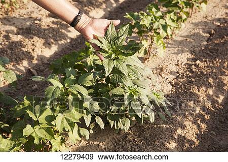Stock Photo - Glyphosate-ready Palmer pigweed thriving (uncontrolled) in Roundup ready cotton where Rounduup has been applied and controlled other weed species; England, Arkansas, United States of America. Fotosearch