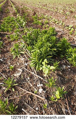 Stock Photo - Glyphosate resistant horseweed (marestail) growing uncontrolled in Roundup Ready cotton after a postemergence application of Roundup; England, Arkansas, United States of America. Fotosearch
