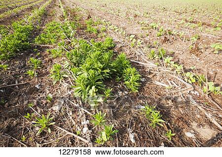 Glyphosate resistant horseweed (marestail) growing uncontrolled in Roundup Ready cotton after a postemergence application of Roundup; England, Arkansas, United States of America View Large Photo Image Stock Photo - Glyphosate resistant horseweed (marestail) growing uncontrolled in Roundup Ready cotton after a postemergence application of Roundup; England, Arkansas, United States of America. Fotosearch