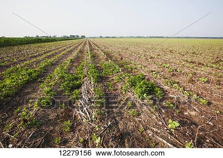 Glyphosate resistant horseweed (marestail) growing uncontrolled in Roundup Ready cotton after a postemergence application of Roundup; England, Arkansas, United States of America View Large Photo Image Stock Photograph - Glyphosate resistant horseweed (marestail) growing uncontrolled in Roundup Ready cotton after a postemergence application of Roundup; England, Arkansas, United States of America. Fotosearch