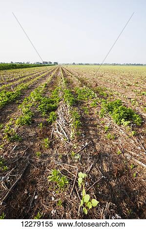 Stock Photography - Glyphosate resistant horseweed (marestail) growing uncontrolled in Roundup Ready cotton after a postemergence application of Roundup; England, Arkansas, United States of America. Fotosearch