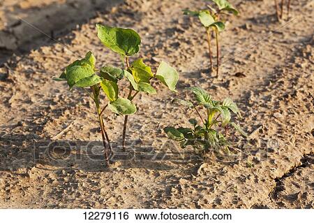 Stock Photograph - Glysophate resistant horeweed (marestail) growing uncontrolled in Roundup Ready cotton, after a postemergence; England, Arkansas, United States of Arizona. Fotosearch