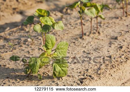 Stock Photography - Glysophate resistant horeweed (marestail) growing uncontrolled in Roundup Ready cotton, after a postemergence; England, Arkansas, United States of Arizona. Fotosearch