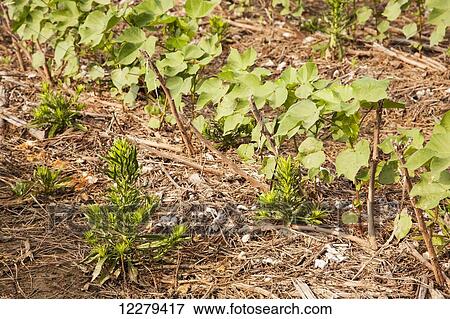 Stock Photo - Glysophate-resistant horseweed growing in no-till Roundup ready cotton; England, Arkansas, United States of America. Fotosearch