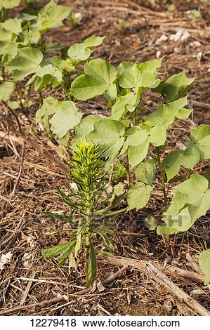 Glysophate-resistant horseweed growing in no-till Roundup ready cotton; England, Arkansas, United States of America View Large Photo Image Stock Photo - Glysophate-resistant horseweed growing in no-till Roundup ready cotton; England, Arkansas, United States of America. Fotosearch