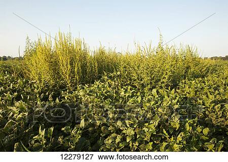 Stock Photo - Glysophate-resistant Palmer pigweed growing uncontrolled in Roundup Ready soy beans; England, Arkansas, United States of America. Fotosearch