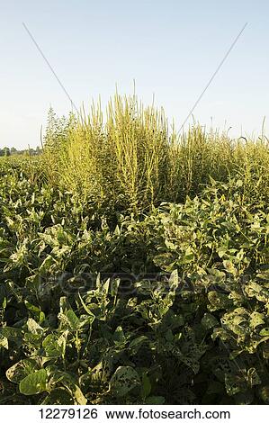 Stock Photograph - Glysophate-resistant Palmer pigweed growing uncontrolled in Roundup Ready soy beans; England, Arkansas, United States of America. Fotosearch