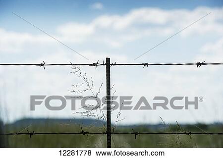 Stock Photo - Grass growing up barbed wire fence on farm; Cullinan, Gautang, South Africa. Fotosearch