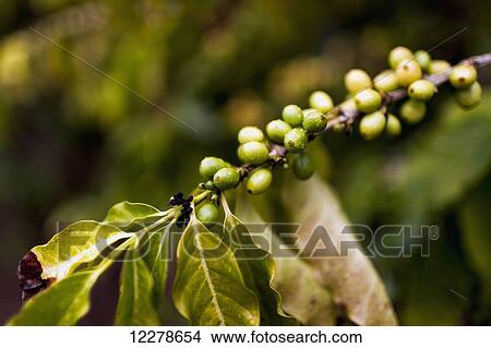Green coffee cherries; Kalaheo, Kauai, Hawaii, United, States of America View Large Photo Image Picture - Green coffee cherries; Kalaheo, Kauai, Hawaii, United, States of America. Fotosearch