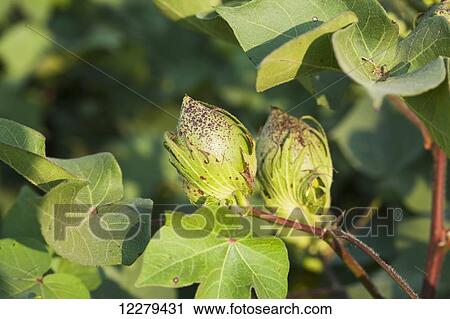 Stock Image - Green cotton bolls ready to begin cracking open; England, Arkansas, United States of America. Fotosearch