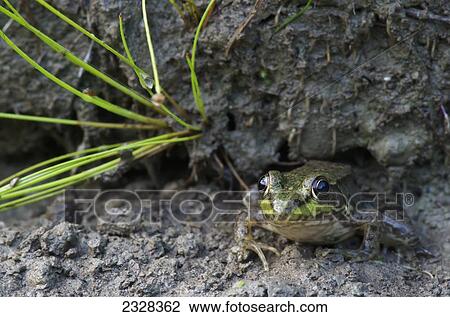 Green Frog (Rana Clamitans Melanota); Vaudreuil, Quebec, Canada View Large Photo Image Stock Image - Green Frog (Rana Clamitans Melanota); Vaudreuil, Quebec, Canada. Fotosearch