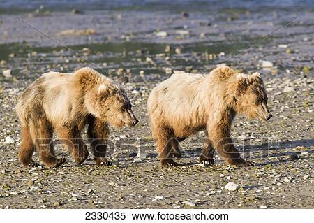 Stock Photography - Grizzly Bears Walking In Katmai National Park And Preserve; Alaska, United States Of America. Fotosearch