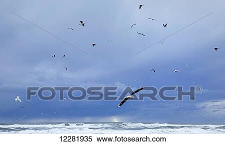 Gulls soaring over stormy skies and a West Coast surf beach; South Island, New Zealand View Large Photo Image Stock Photography - Gulls soaring over stormy skies and a West Coast surf beach; South Island, New Zealand. Fotosearch