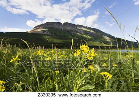 Stock Photography - Hallo Bay, Katmai Naional Park, Alaska Peninsula; Southwest Alaska, United States Of America. Fotosearch