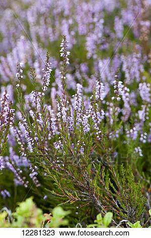 Heather (Calluna vulgaris) in bloom on moorland; United Kingdom View Large Photo Image Stock Image - Heather (Calluna vulgaris) in bloom on moorland; United Kingdom. Fotosearch