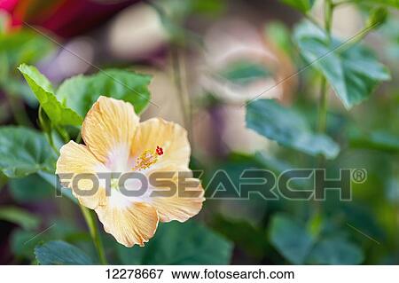 Hibiscus; Wailua, Kauai, Hawaii, United States of America View Large Photo Image Stock Photo - Hibiscus; Wailua, Kauai, Hawaii, United States of America. Fotosearch