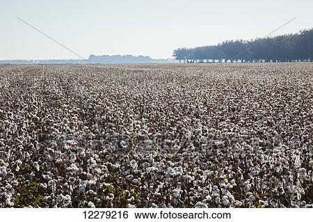 Stock Photograph - High-yield southern cotton at harvest stage; England, Arkansas, United States of America. Fotosearch