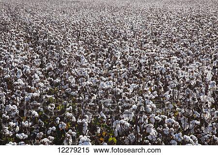 Stock Photography - High-yield southern cotton at harvest stage; England, Arkansas, United States of America. Fotosearch