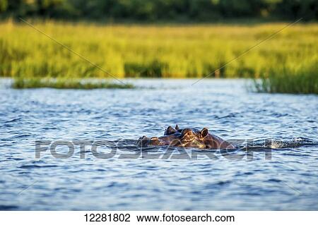 Hippo (Hippopotamus amphibius), Chobe National Park; Kasane, Botswana View Large Photo Image Stock Image - Hippo (Hippopotamus amphibius), Chobe National Park; Kasane, Botswana. Fotosearch