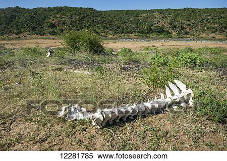 Hippo remains (Hippopotamus amphibius), Kruger National Park; South Africa View Large Photo Image Stock Photography - Hippo remains (Hippopotamus amphibius), Kruger National Park; South Africa. Fotosearch